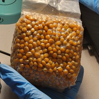 12-Pack Sterilized Popcorn Grain Spawn Bags — Free Shipping