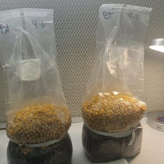 2-Pack All-in-One Popcorn Grow Bags — Free Shipping